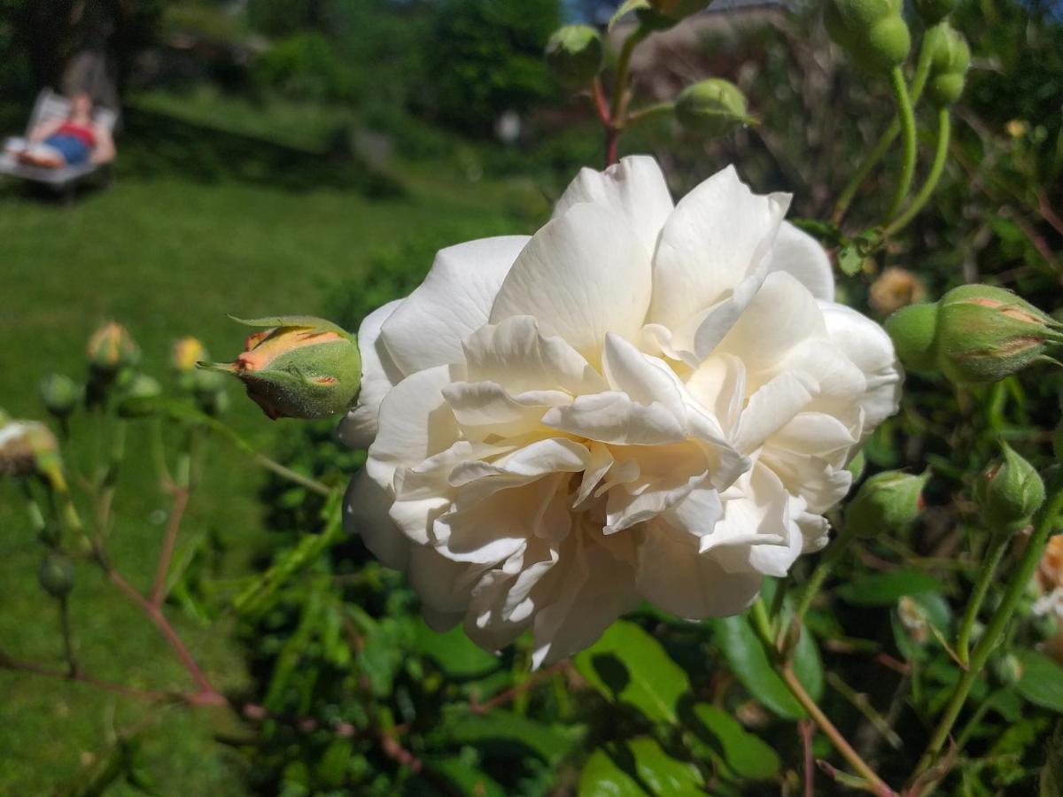 Le Jardin Secret Bed & Breakfast Saint-Antonin Ngoại thất bức ảnh